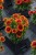 e8bece4d3b3e9ecb4186a542fbfa9d09.jpg