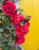 4e54c301104779f9a971cc3b7a2567f4.png