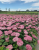6502f94dbd02f5c0f835eb7447e22f8f.png