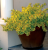 271da779bcc40f660537ae9f0e294ee2.png