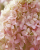 d17540a4c4c402dde87e52499d809755.png