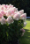 0ac248a1fe84c6fb9d492e03d04358e8.png