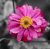 b08e0b54ad2854e44f5adadfab7e7515.png