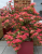 1b4877d5f7996ab73b68cc314fc43424.png