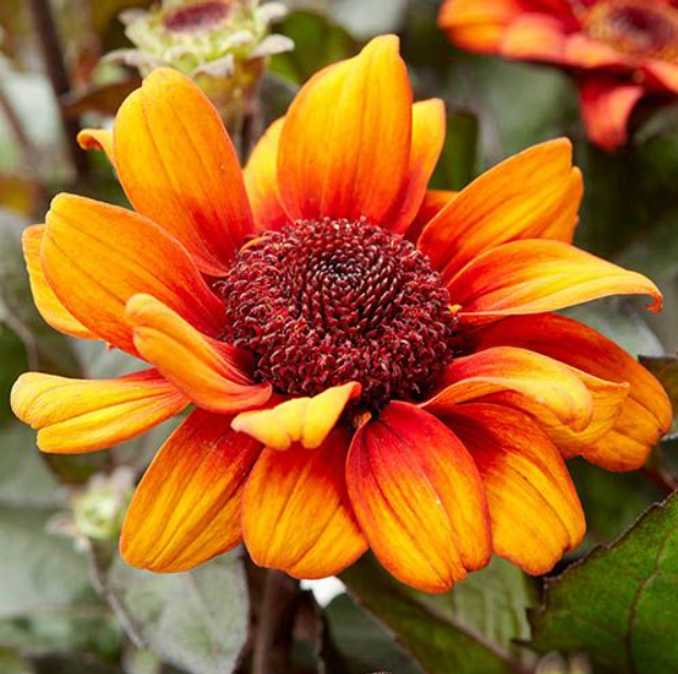 2931860796c44c28ff3b78ff87d86bb4.png