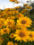 d125f213293547456c8f5069913ba61e.png
