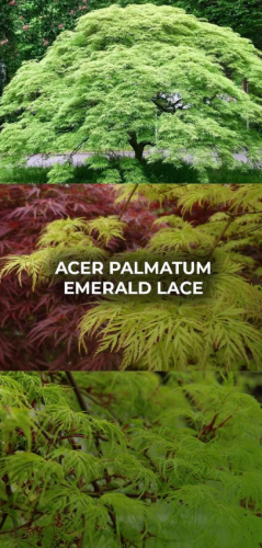 8ac4a9682ae75e5261e8f10c8dffa60d.png