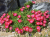 f2ffec5fd8fb20bca7171220d05a15f1.png