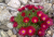 2cc35983252870995a69db2495f865d1.png