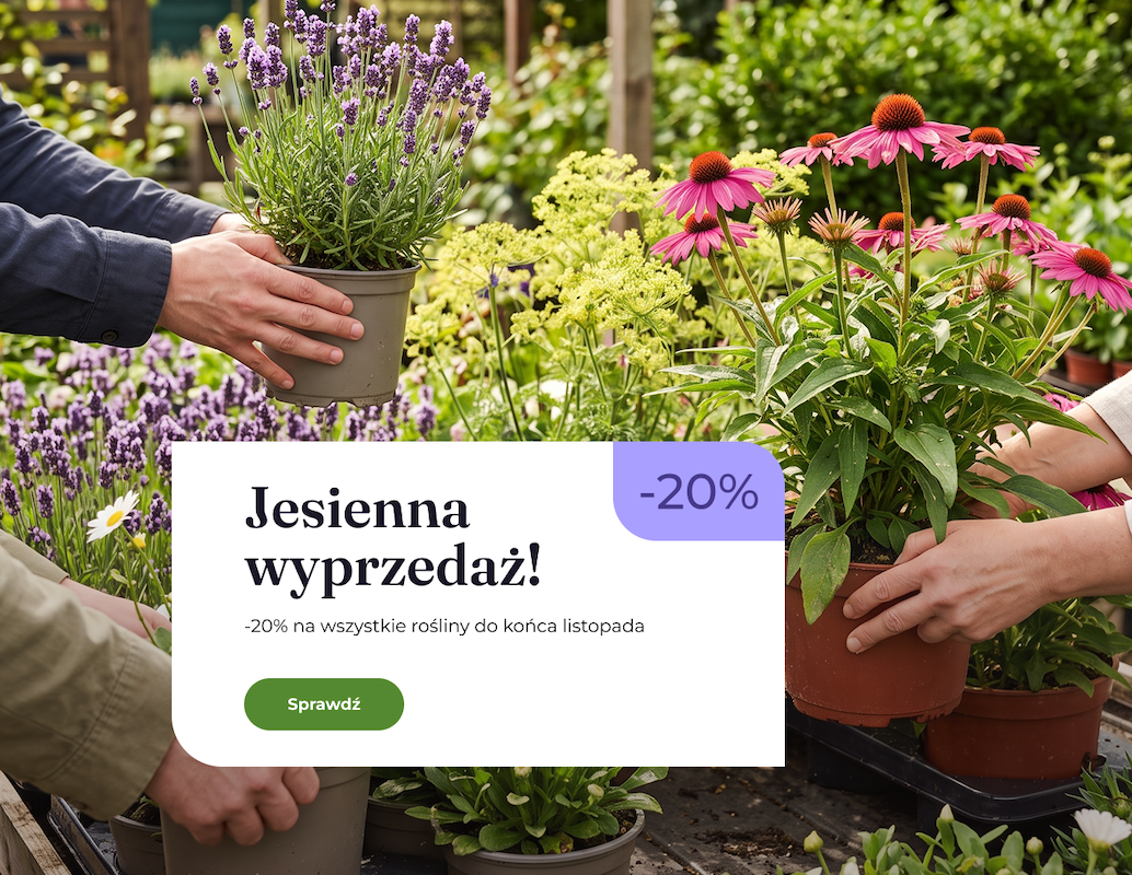 Jesienna promocja -20% na sadzonki